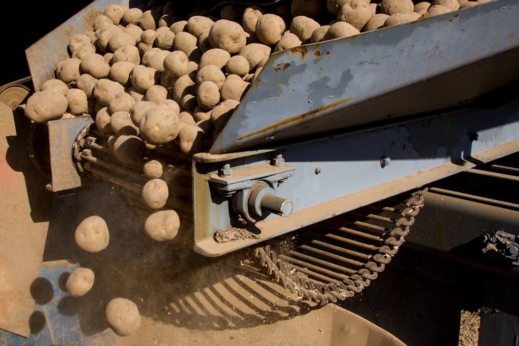 Jak sprawdzić czy ziemniaki są gotowe do wykopków w prosty sposób