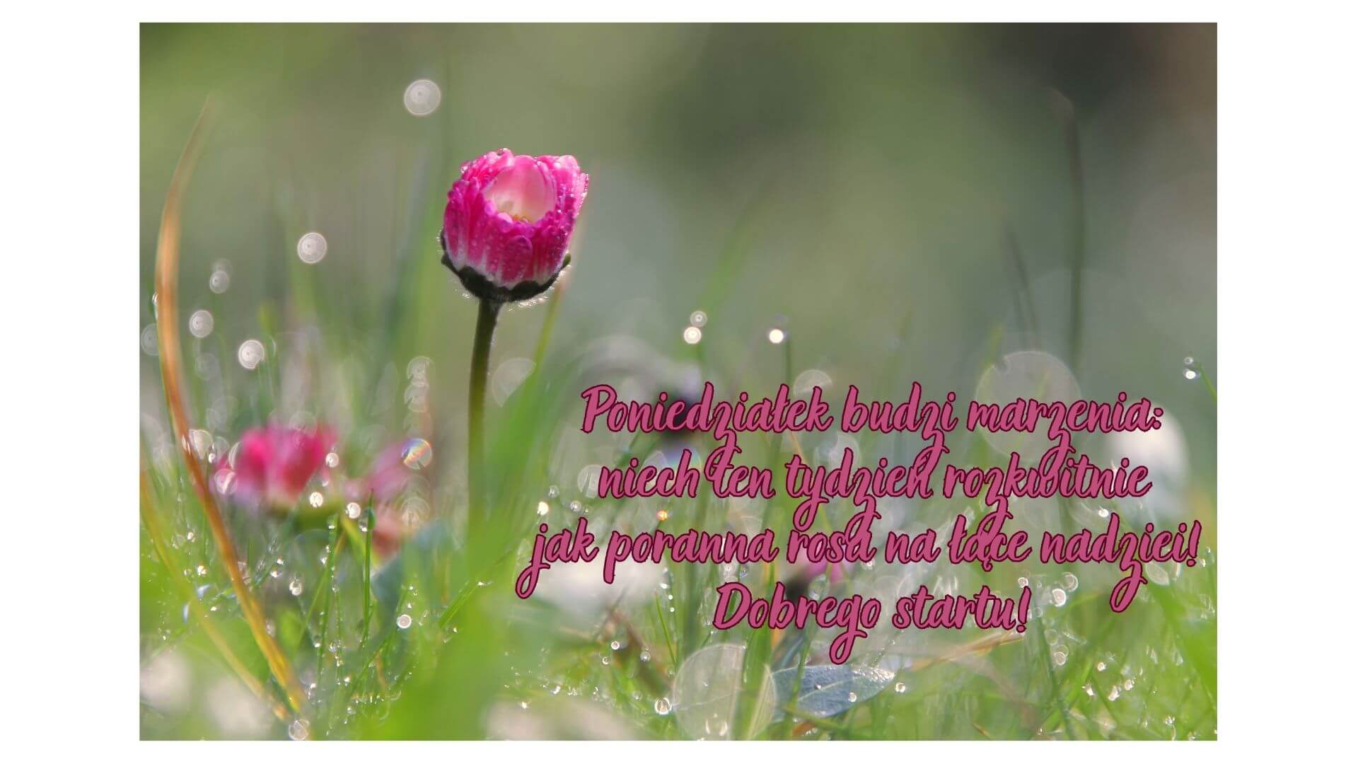 pozdrowienia na poniedziałek