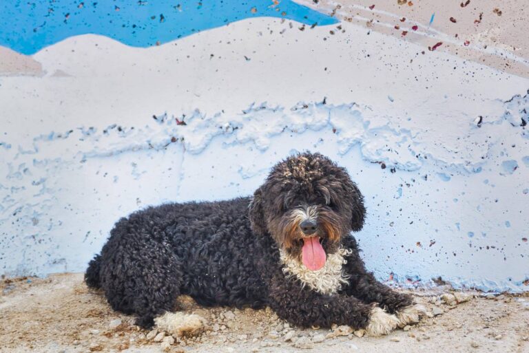 Jak rozpoznać dobre szczenię hiszpańskiego psa dowodnego?